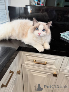 Zdjęcie №1. ragdoll - na sprzedaż w Gospodarstwo | negocjowane | Zapowiedź № 155568