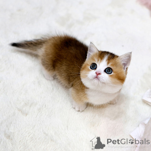 Zdjęcie №2 do zapowiedźy № 158643 na sprzedaż  munchkin - wkupić się Francja prywatne ogłoszenie