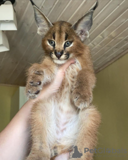 Dodatkowe zdjęcia: kocięta Caracal Serval i Savannah F1