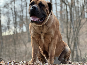 Dodatkowe zdjęcia: Mastif południowoafrykański Boerboel szczenięta