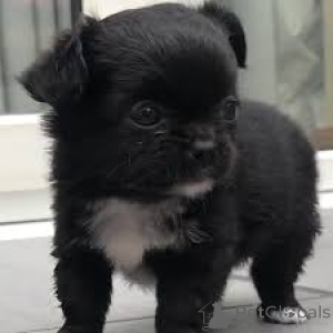 Zdjęcie №3. Chihuahuan pentuja myytävänä. Finlandia