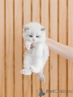 Zdjęcie №2 do zapowiedźy № 156474 na sprzedaż  ragdoll - wkupić się Finlandia hodowca