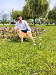Zdjęcie №3. Shiba inu na sprzedaż. Serbia