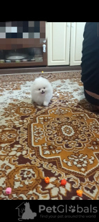 Zdjęcie №3. Zabawne szczeniaki Pomoran Spitz. Niemcy