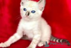 Zdjęcie №2 do zapowiedźy № 128605 na sprzedaż  toyger - wkupić się Finlandia hodowca