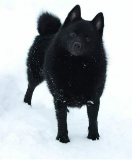 Dodatkowe zdjęcia: Schipperke Boys