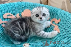 Zdjęcie №1. scottish fold - na sprzedaż w Bruksela | 2153zł | Zapowiedź № 172718