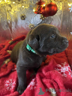 Zdjęcie №1. labradoodle - na sprzedaż w Beloeil | 2870zł | Zapowiedź №157687