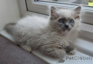 Zdjęcie №4. Sprzedam ragdoll w Bönningstedt. prywatne ogłoszenie - cena - 2774zł
