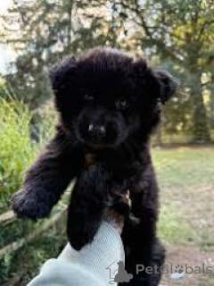 Zdjęcie №3. Cuccioli di Pastore Tedesco w sprzedaży. Włochy