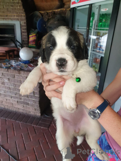 Zdjęcie №1. bernardyn (rasa psa) - na sprzedaż w Ansbach | negocjowane | Zapowiedź №166144