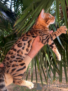 Zdjęcie №3. Grzywa jak lew, serce jak pluszowy Jaspis króluje miłością.. Luksemburg