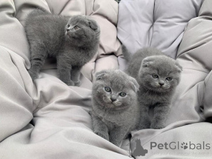 Zdjęcie №1. scottish fold - na sprzedaż w malaga | negocjowane | Zapowiedź № 176413