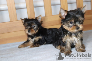 Zdjęcie №1. yorkshire terrier - na sprzedaż w Ioannina | Bezpłatny | Zapowiedź №123412