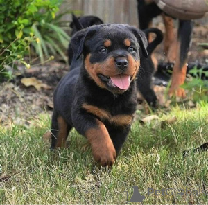 Zdjęcie №3. Rottweiler-Welpen bereit zur Adoption.whatsapp(4915210639087). Niemcy