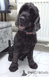 Zdjęcie №1. cocker spaniel angielski - na sprzedaż w Rzeka Moskwa | Bezpłatny | Zapowiedź №160705