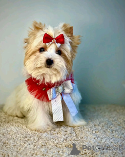 Zdjęcie №2 do zapowiedźy № 138122 na sprzedaż  yorkshire terrier biewer - wkupić się Niemcy hodowca