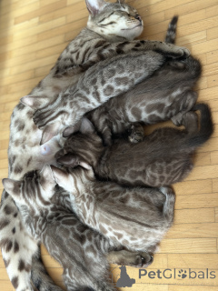 Zdjęcie №4. Sprzedam  w Karlsruhe. hodowca - cena - negocjowane