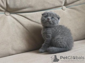 Zdjęcie №1. scottish fold - na sprzedaż w Monachium | 1046zł | Zapowiedź № 120386