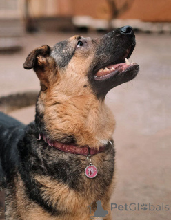 Zdjęcie №3. Kai, młody piesek domowy szuka domu. Federacja Rosyjska