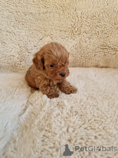 Zdjęcie №2 do zapowiedźy № 155650 na sprzedaż  pies nierasowy - wkupić się USA prywatne ogłoszenie