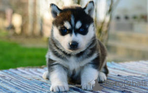 Zdjęcie №3. Sprzedam szczenięta Siberian Husky. Niemcy