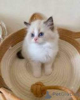 Zdjęcie №3. Myynnissä ragdoll-pentuja. Finlandia