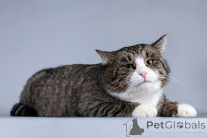 Zdjęcie №4. Sprzedam  w Chimki. prywatne ogłoszenie - cena - Bezpłatny