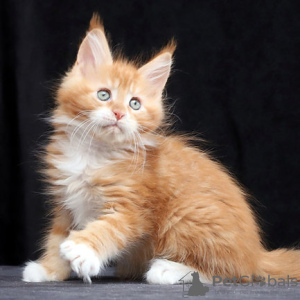 Zdjęcie №1. maine coon - na sprzedaż w les Palmes | negocjowane | Zapowiedź № 133823