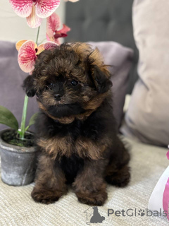 Zdjęcie №2 do zapowiedźy № 135181 na sprzedaż  szpic miniaturowy - wkupić się Niemcy prywatne ogłoszenie, od żłobka, hodowca