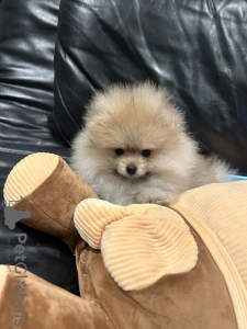 Zdjęcie №3. Szczenięta. Belgia