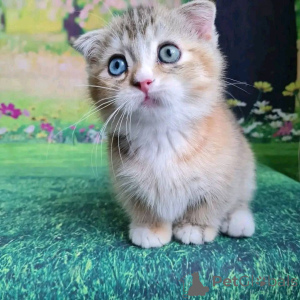 Zdjęcie №3. Munchkin Kittens na sprzedaż. USA