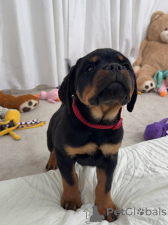 Zdjęcie №1. rottweiler - na sprzedaż w Beaufort | negocjowane | Zapowiedź №179017