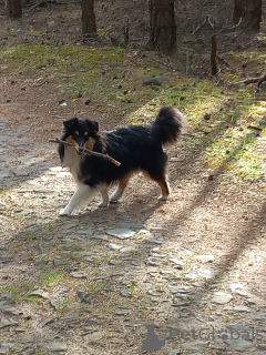 Zdjęcie №1. owczarek szetlandzki - na sprzedaż w Skalice u České Lípy | negocjowane | Zapowiedź №142647