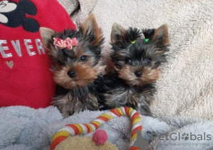 Zdjęcie №1. yorkshire terrier - na sprzedaż w Stockholm | negocjowane | Zapowiedź №113168