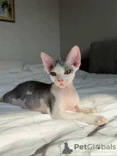 Zdjęcie №1. devon rex - na sprzedaż w Berlin | negocjowane | Zapowiedź № 154285