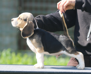 Zdjęcie №1. beagle (rasa psa) - na sprzedaż w Mińsk | 3025zł | Zapowiedź №2908