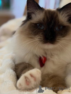 Zdjęcie №3. Promień słońca owinięty w futro spotyka Sunny, labradoodle, który zamienia każdy. Luksemburg