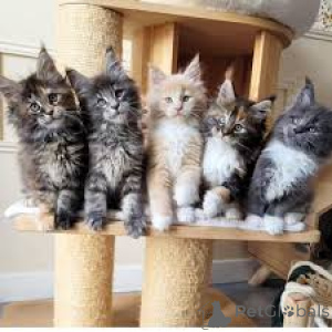 Zdjęcie №1. maine coon - na sprzedaż w Berno | 3348zł | Zapowiedź № 163132