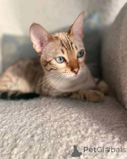 Zdjęcie №3. Urocza kobieta z Bengalu Bengalskiego. USA