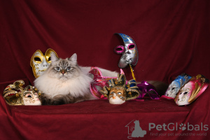Zdjęcie №4. Sprzedam kot syberyjski w Москва. od żłobka - cena - negocjowane