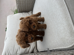 Zdjęcie №3. Czerwone szczenięta Toy Pudel na sprzedaż. Serbia