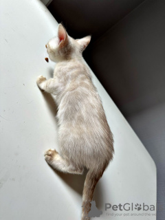 Zdjęcie №1. kot bengalski - na sprzedaż w Petersburg | 2zł | Zapowiedź № 106820