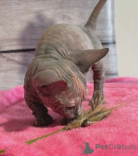 Zdjęcie №4. Sprzedam  w Getaria. prywatne ogłoszenie - cena - negocjowane