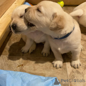 Zdjęcie №2 do zapowiedźy № 162466 na sprzedaż  labrador retriever - wkupić się Niemcy hodowca