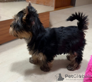 Zdjęcie №1. yorkshire terrier - na sprzedaż w Budapest | Bezpłatny | Zapowiedź №120808