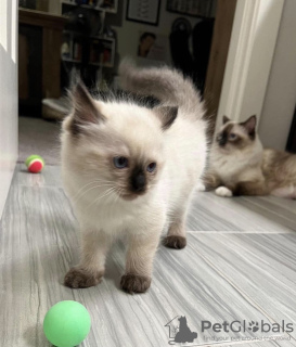 Zdjęcie №1. ragdoll - na sprzedaż w Indianapolis | 1188zł | Zapowiedź № 55581