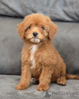 Zdjęcie №1. pudel (zabawka) - na sprzedaż w London Borough of Camden | 1674zł | Zapowiedź №155340