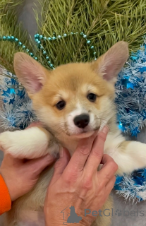 Zdjęcie №2 do zapowiedźy № 142479 na sprzedaż  pies nierasowy - wkupić się Federacja Rosyjska od żłobka, hodowca