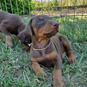 Zdjęcie №1. doberman - na sprzedaż w Tampere | 4784zł | Zapowiedź №169387